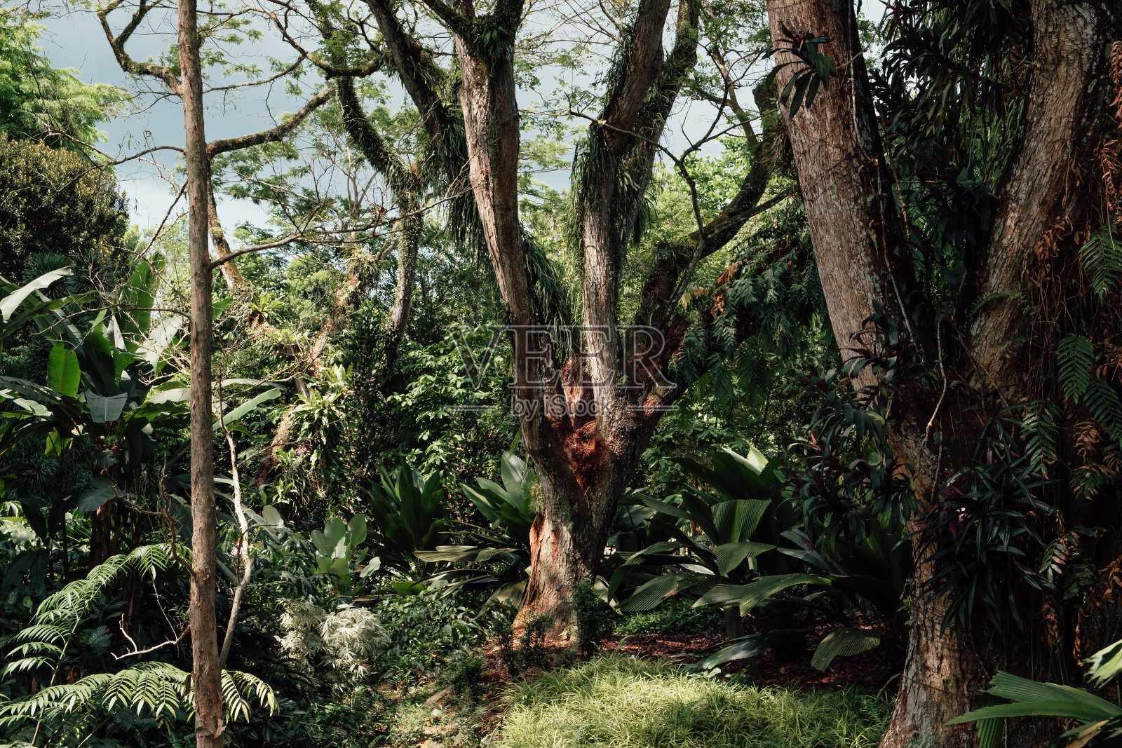 植物园里茂盛的植被照片摄影图片