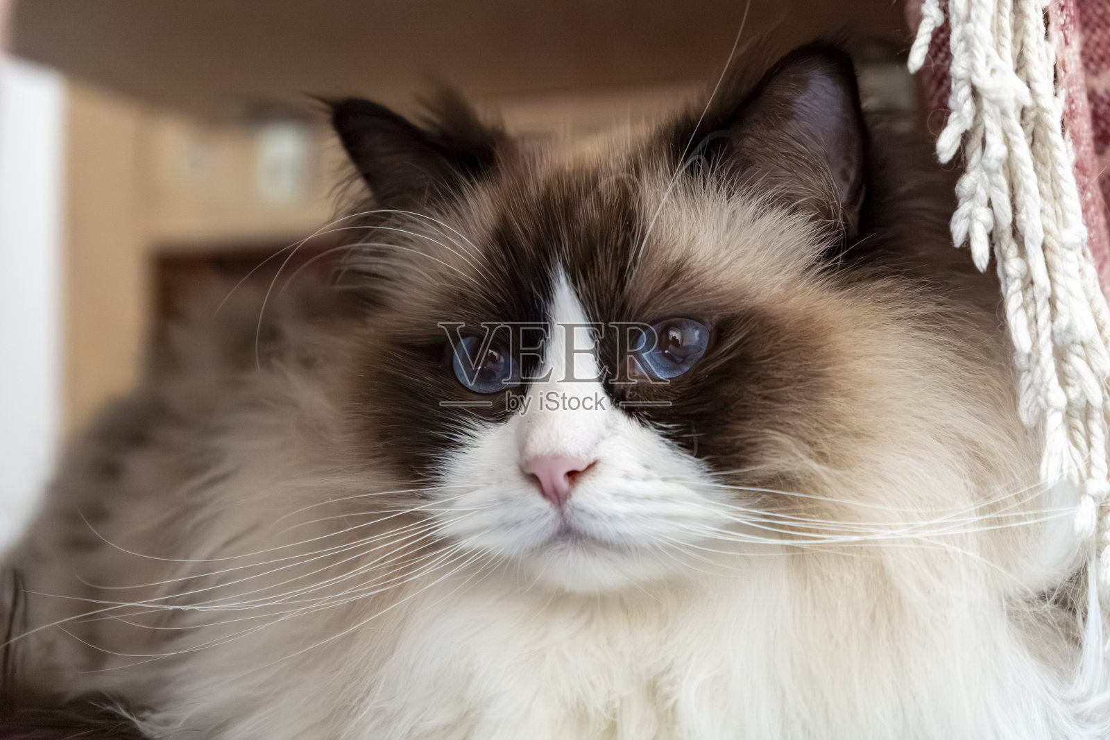 年轻的成年毛茸茸的白色纯种布娃娃猫的特写脸，蓝眼睛，躺在椅子下面，凝视着某个地方。照片摄影图片