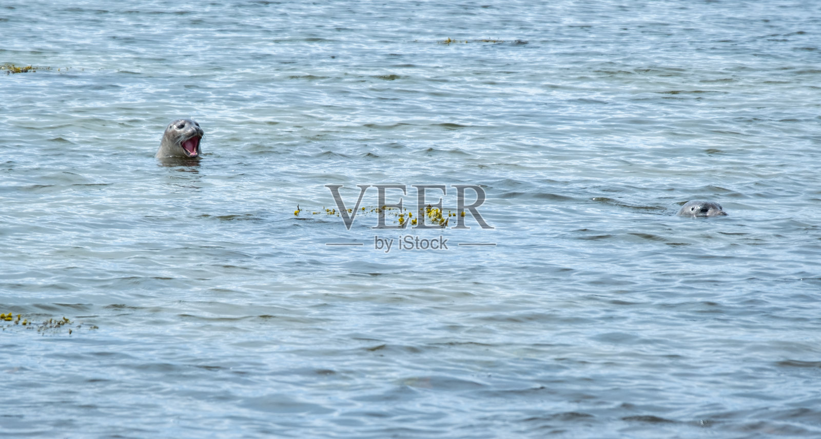 两只小海豹在游泳。Ytri Tunga海滩-冰岛北海海岸照片摄影图片