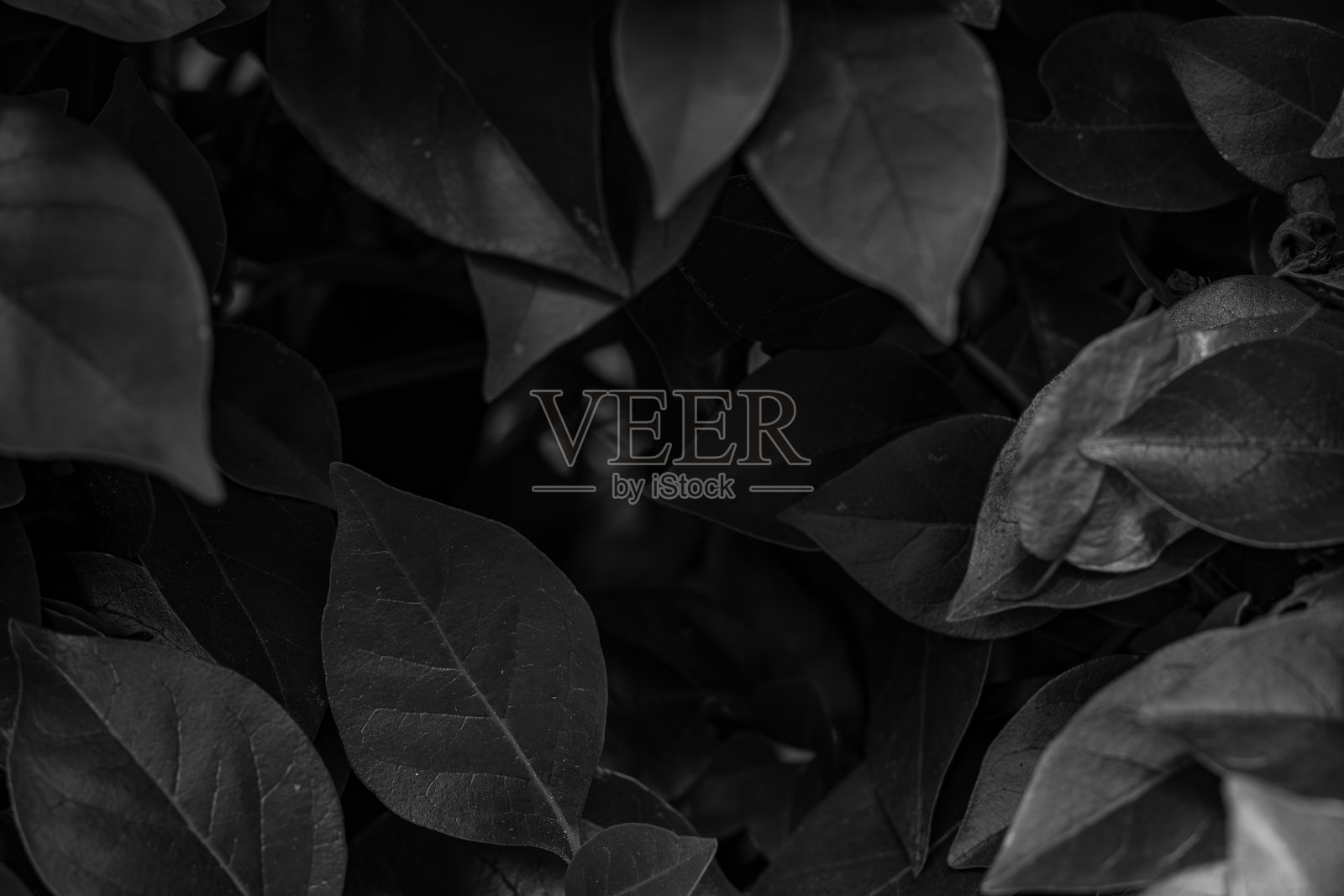 黑暗的单色照片的树叶上的灌木丛。照片摄影图片