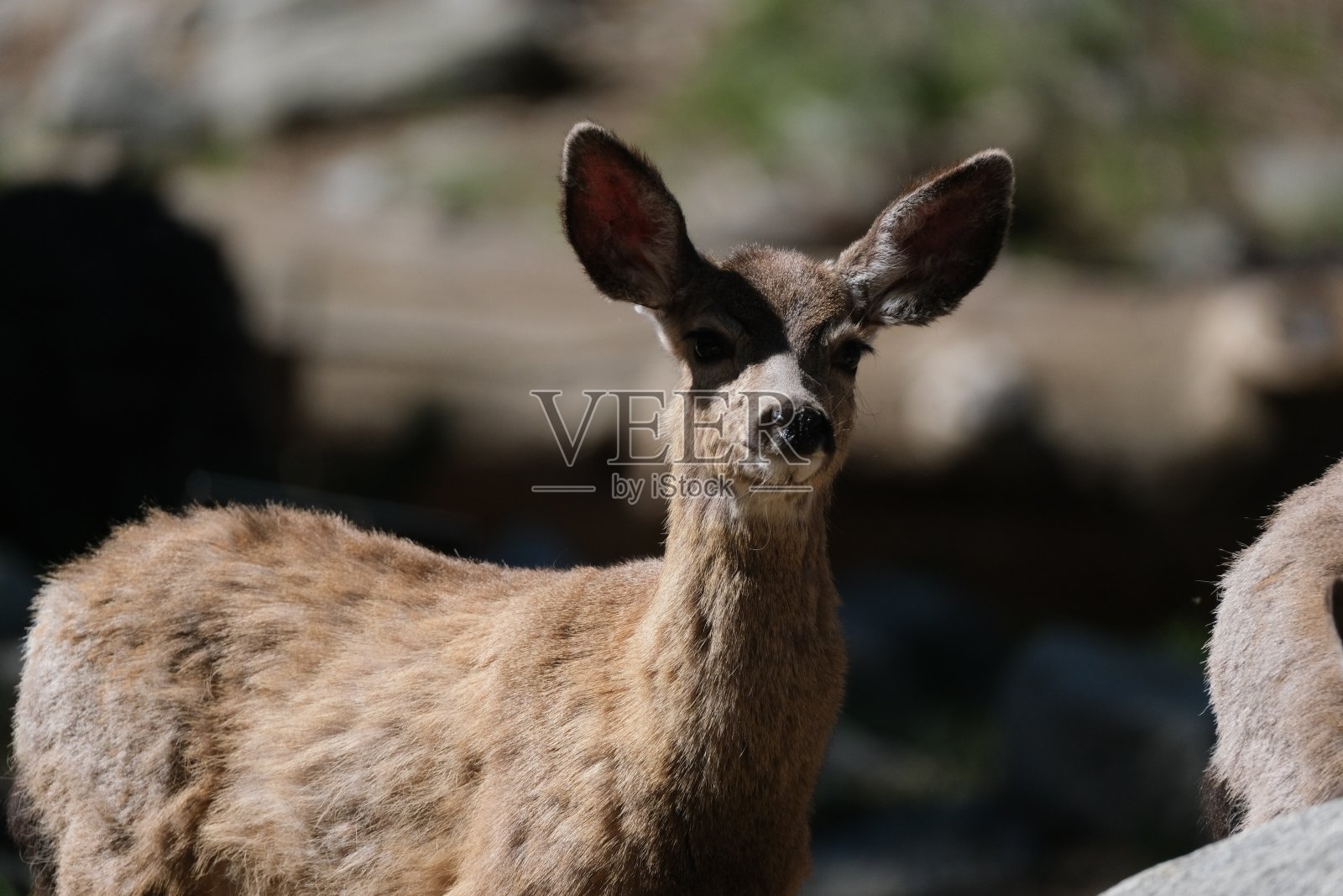黑尾鹿照片摄影图片