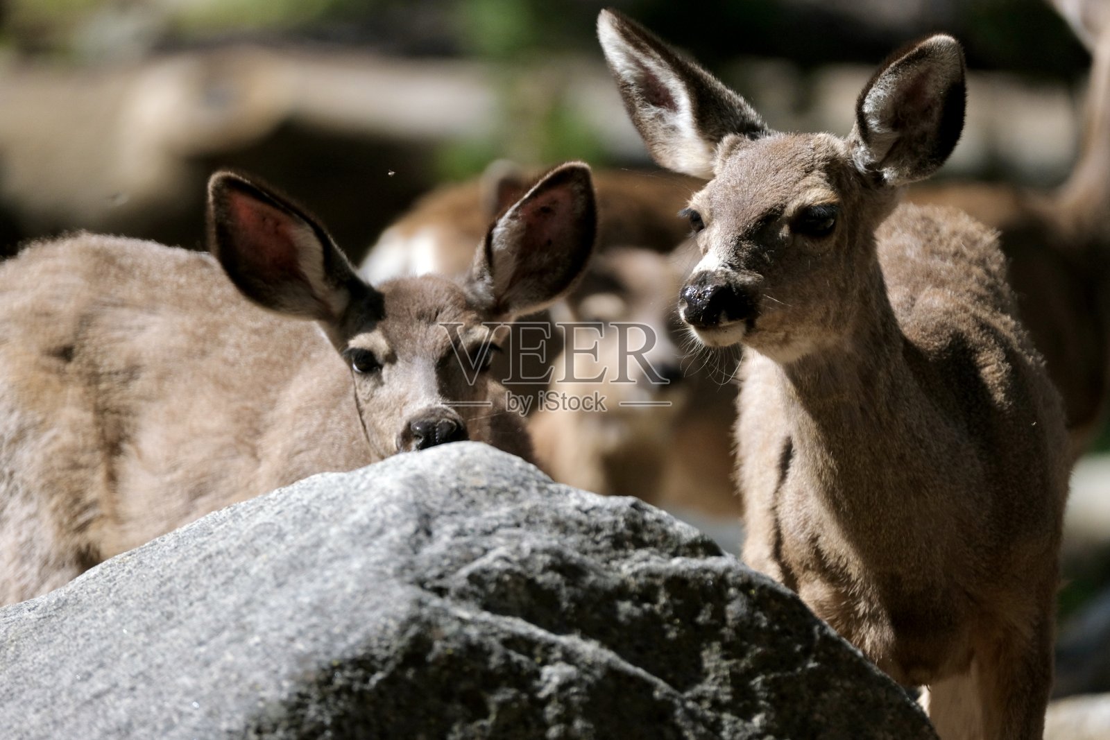 黑尾鹿照片摄影图片