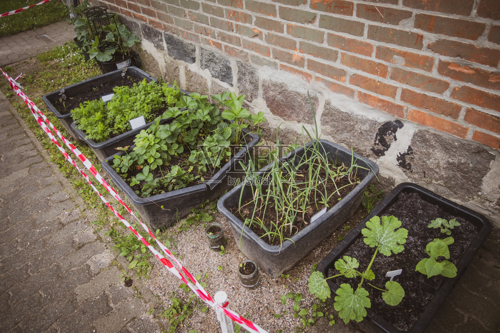 栽着蔬菜的盆靠墙立着照片摄影图片