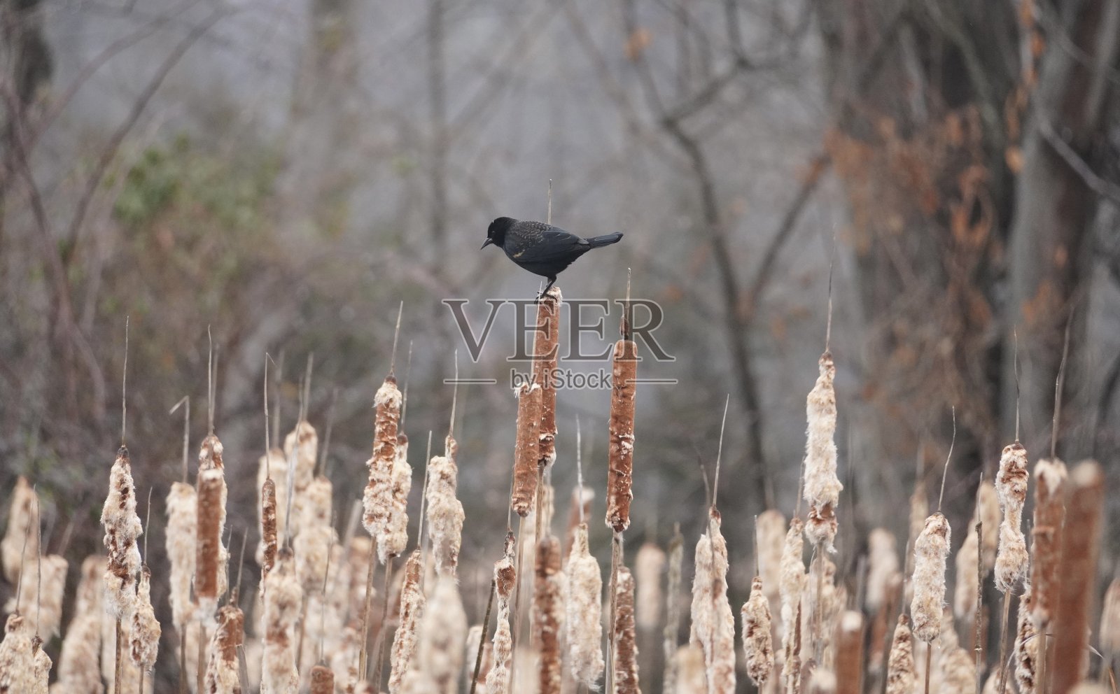 黑鸟照片摄影图片