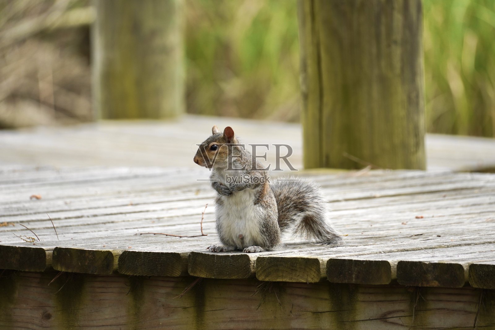 害羞的松鼠照片摄影图片