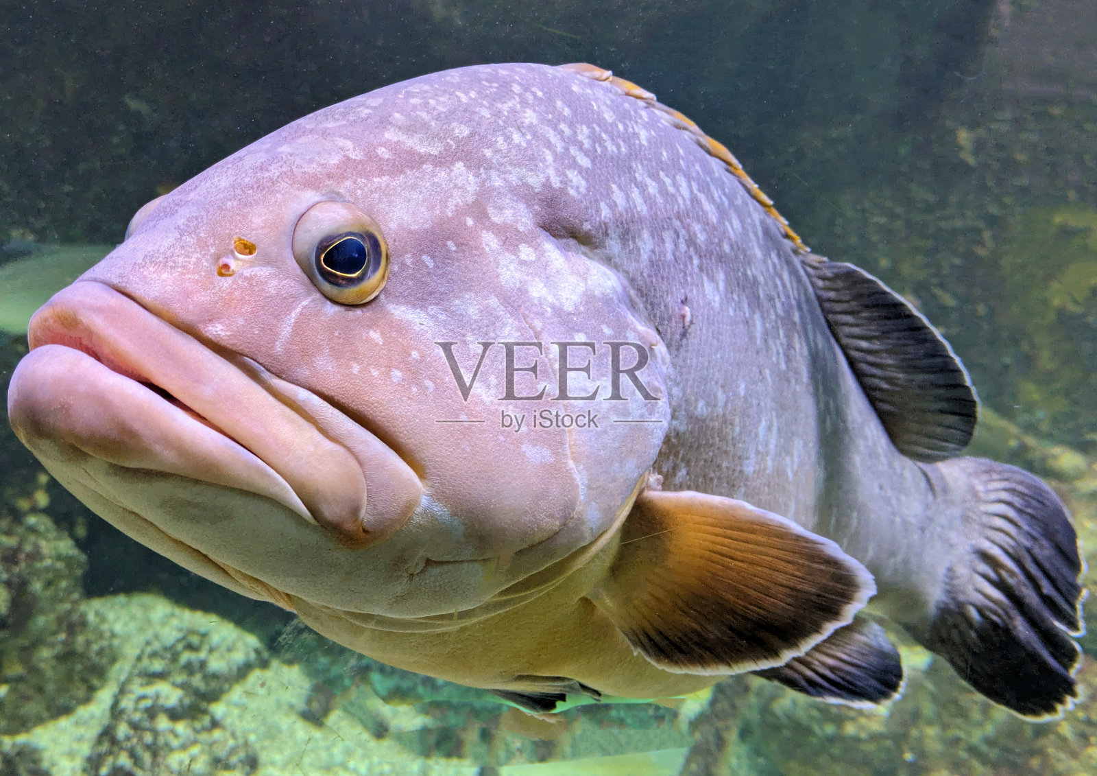 水族馆里又大又丑的鱼照片摄影图片