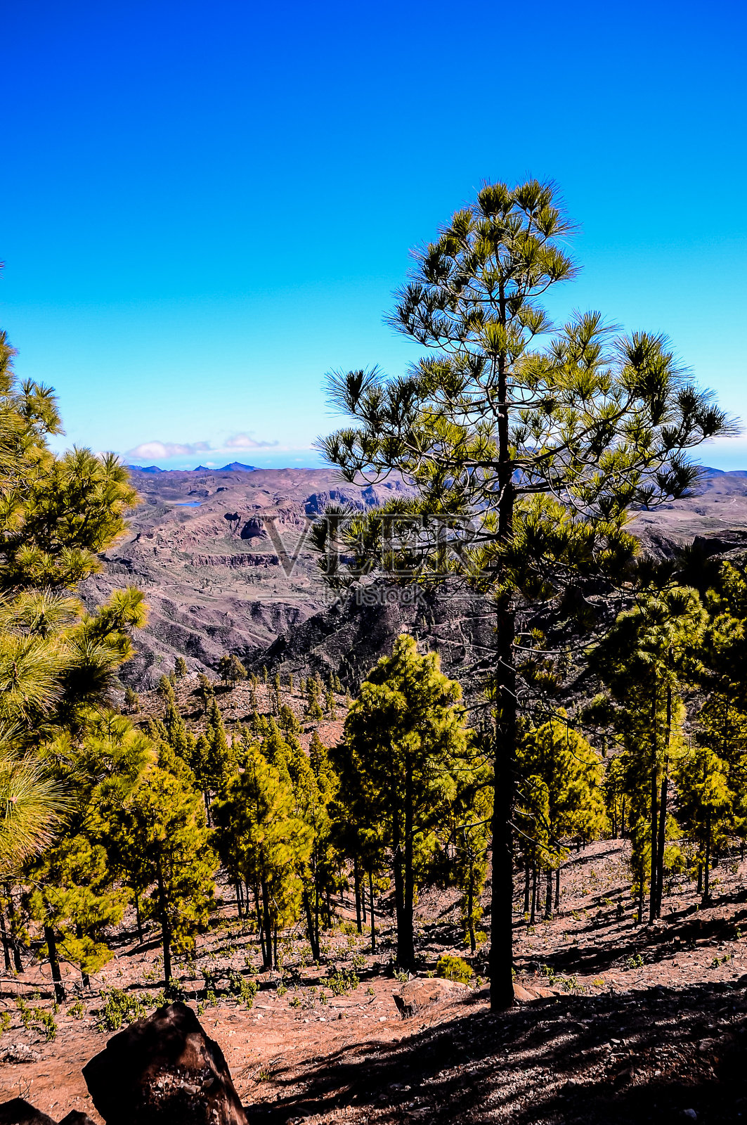森林的前景是一棵树，背景是蓝天照片摄影图片