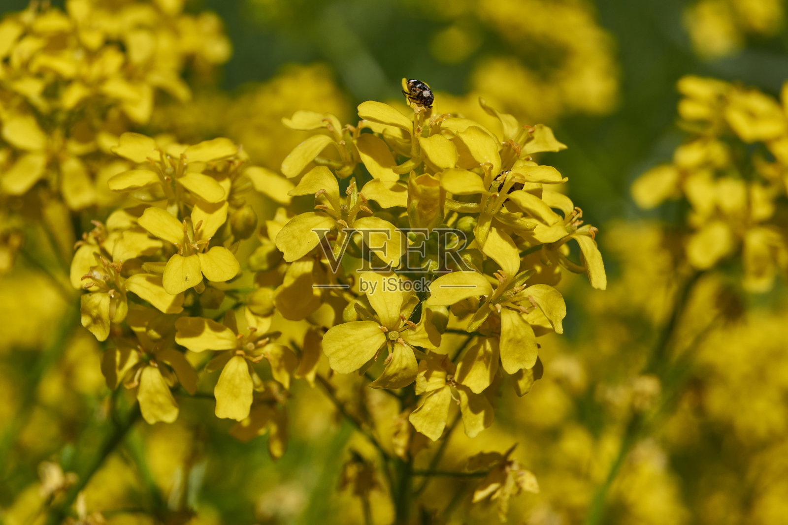 野蛮人(拉丁语)草地上盛开着野蔷薇花。照片摄影图片