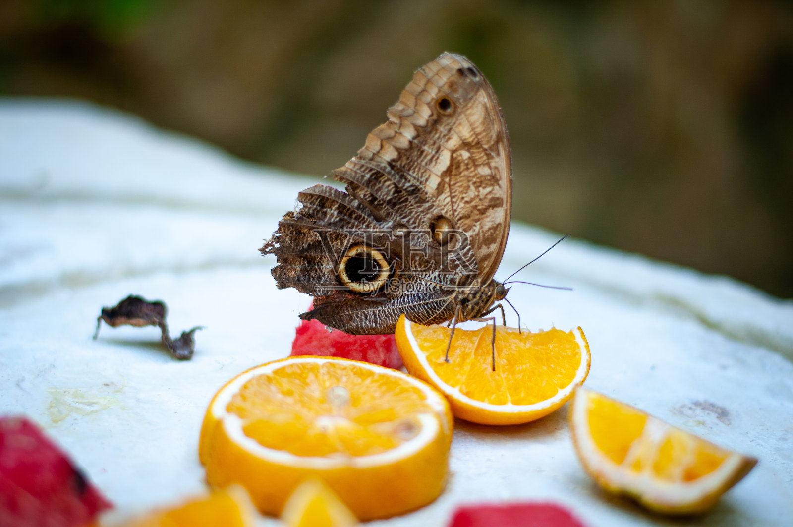 蝴蝶站在橘子上照片摄影图片