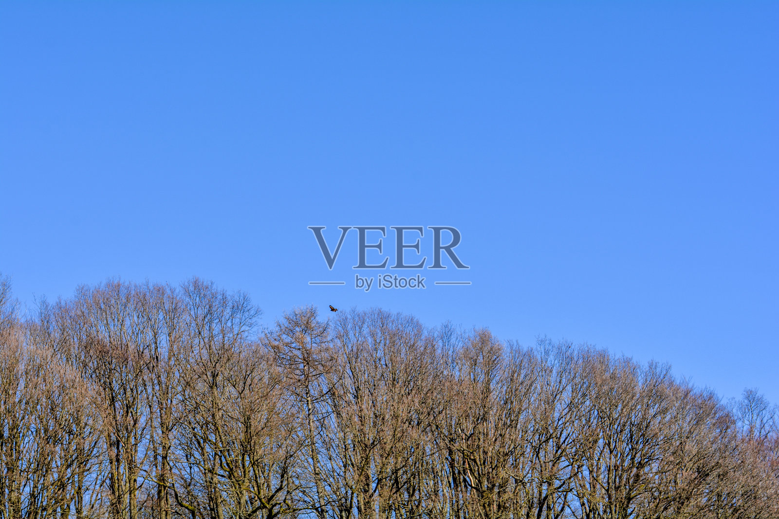 几棵树上光秃秃的树枝照片摄影图片