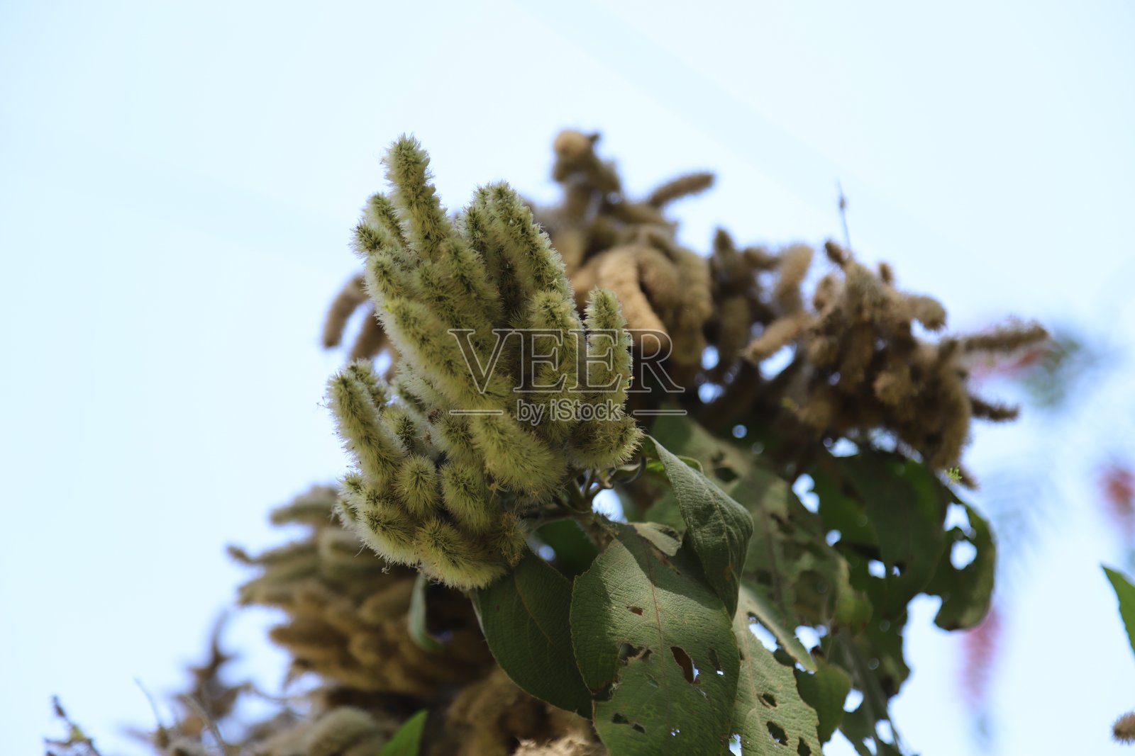 自然美景照片摄影图片