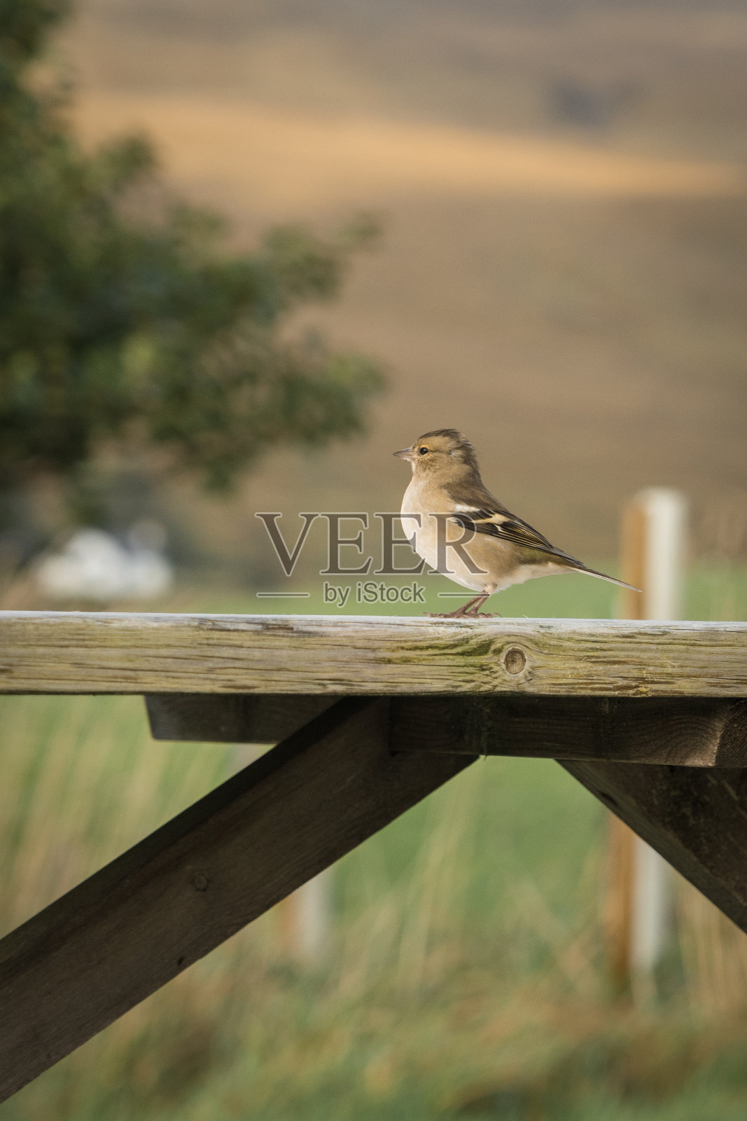 小鸟在桌子上等待面包屑照片摄影图片