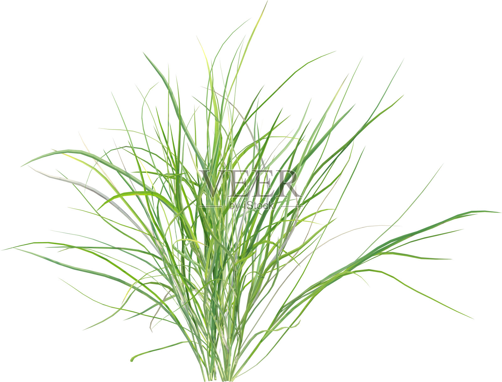 野草的侧视图-费斯图卡照片摄影图片