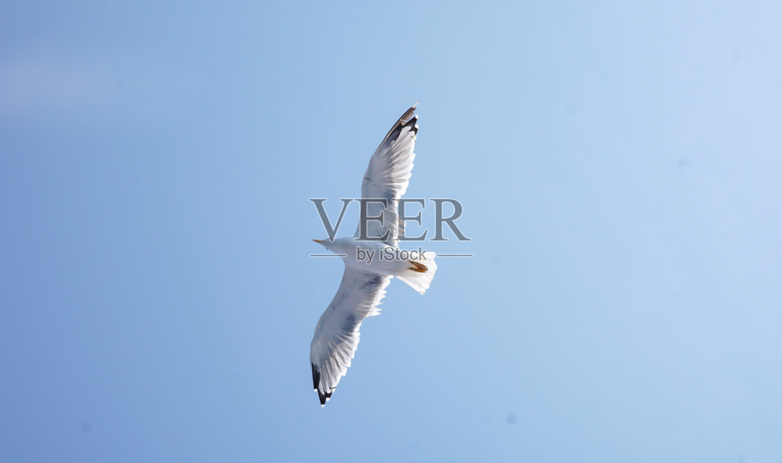 海鸥在晴朗的蓝天上飞翔。照片摄影图片