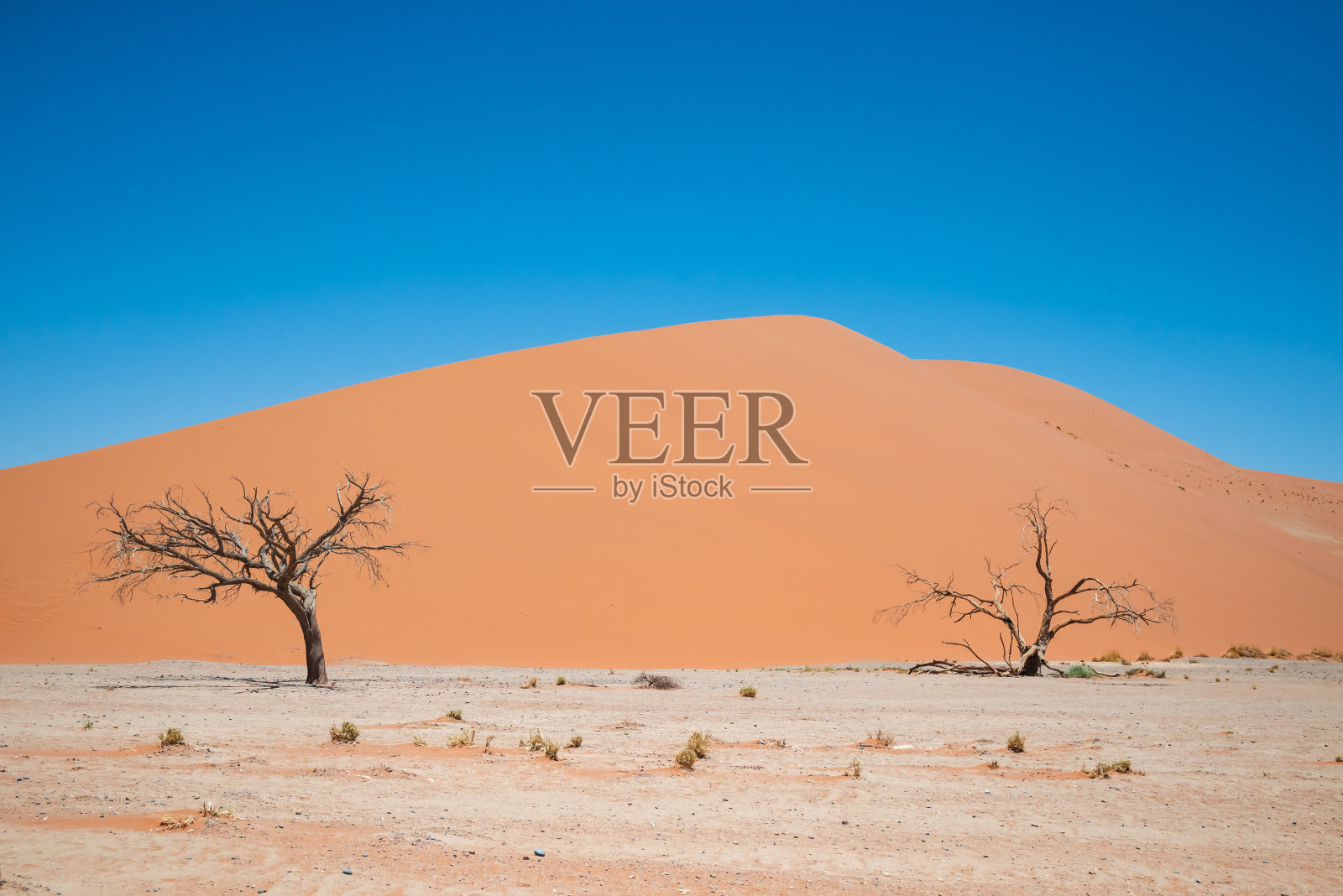 沙漠的场景，蓝天，沙丘和枯树。照片摄影图片