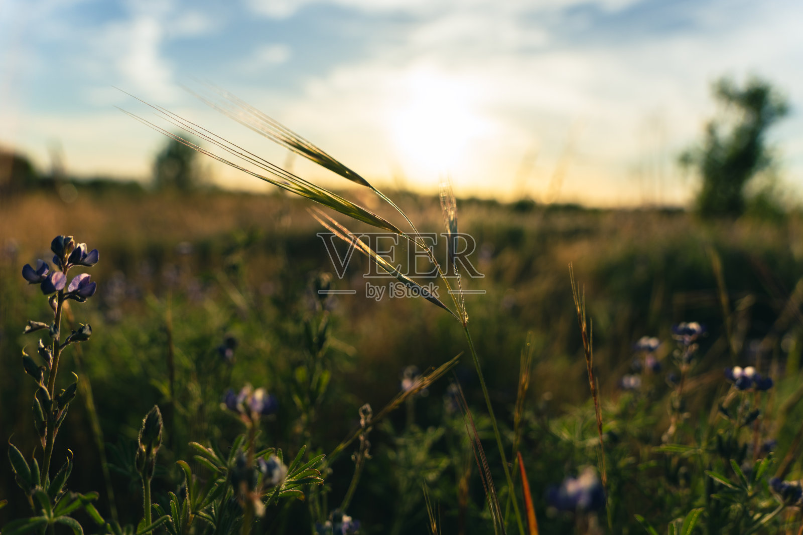 加州萨克拉门托大堤野花照片摄影图片