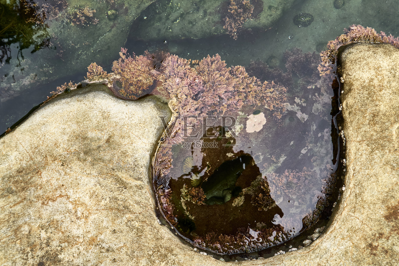 一个丰富的潮间带池的特写，周围是石灰岩和五颜六色的红色海藻。照片摄影图片