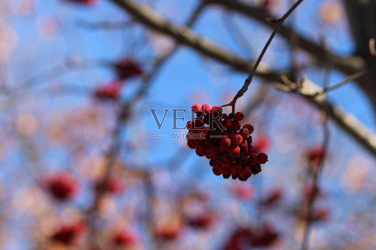 冬天森林里的一根满是红色浆果的树枝照片摄影图片