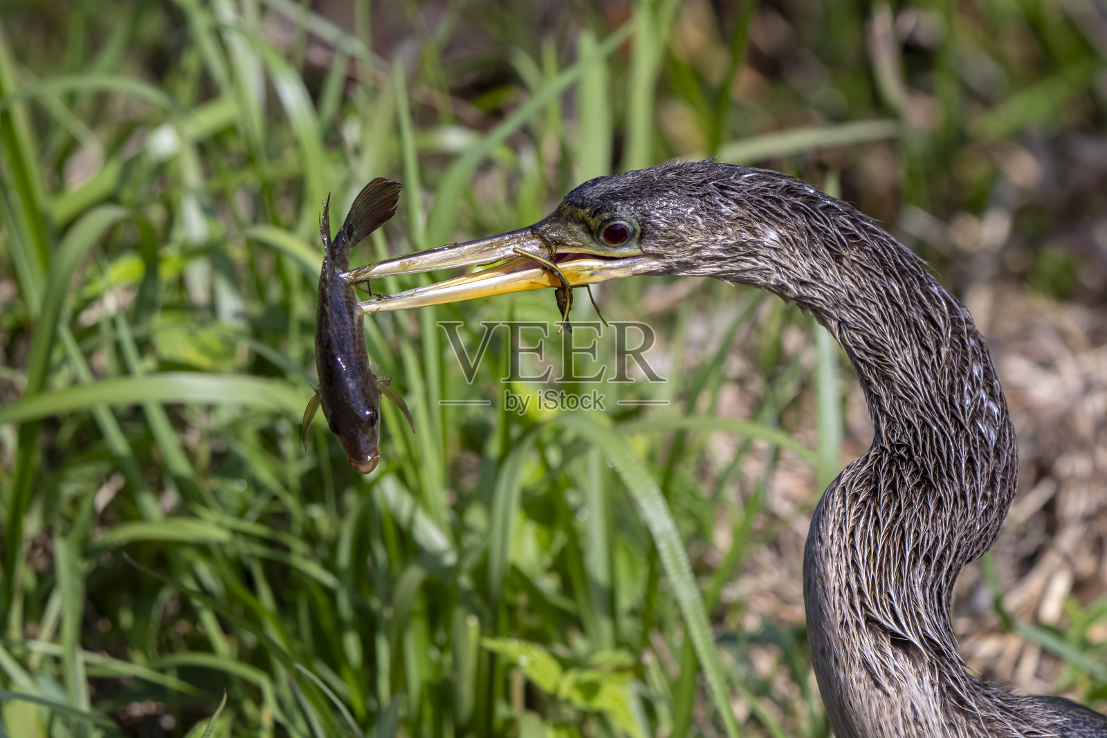 一只鹭用嘴叼鱼的特写照片摄影图片