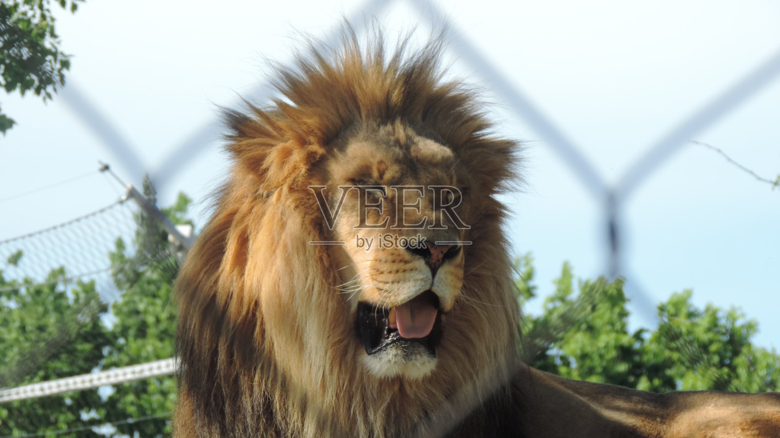 丛林之王照片摄影图片