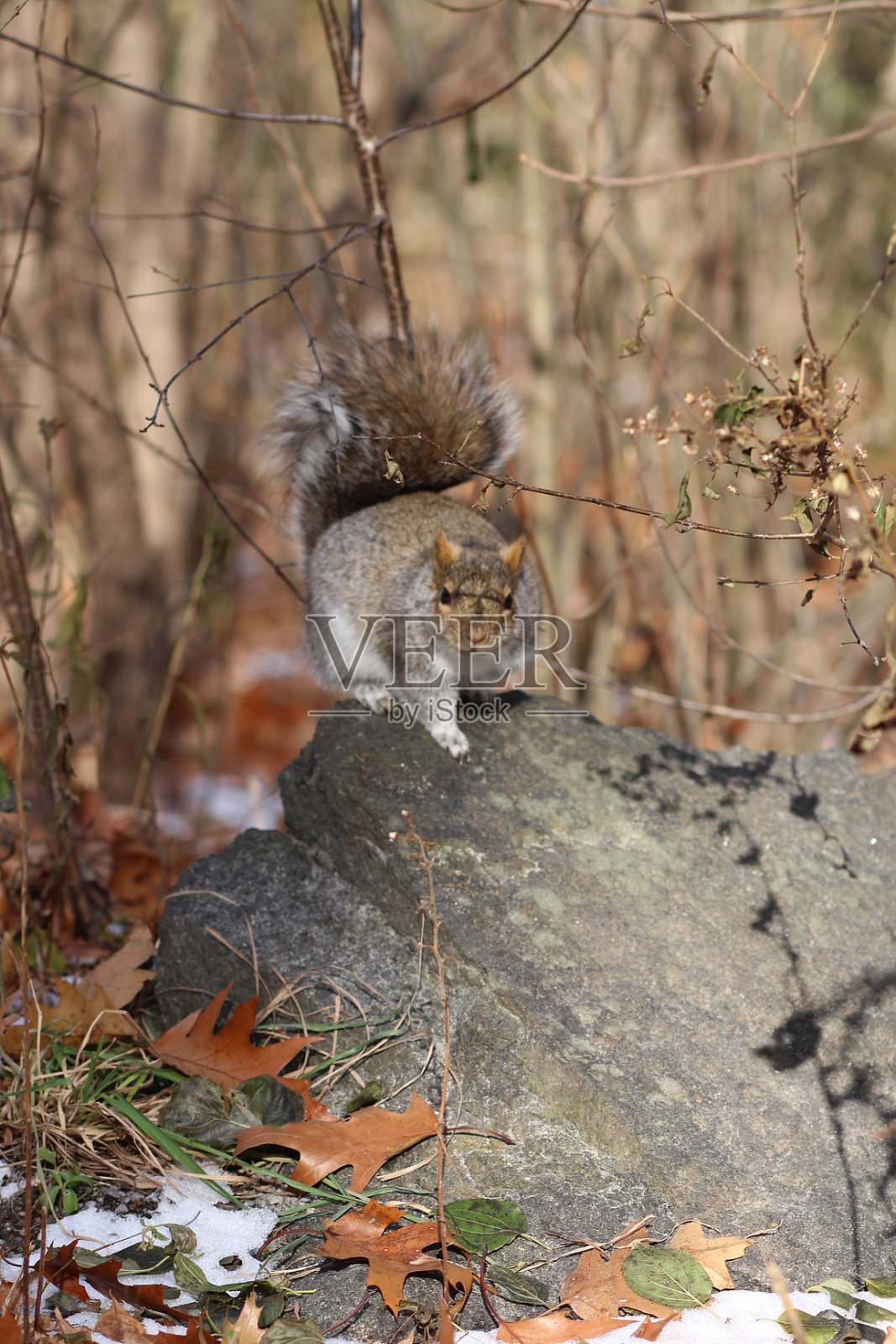 一只松鼠坐在有树叶的岩石上照片摄影图片