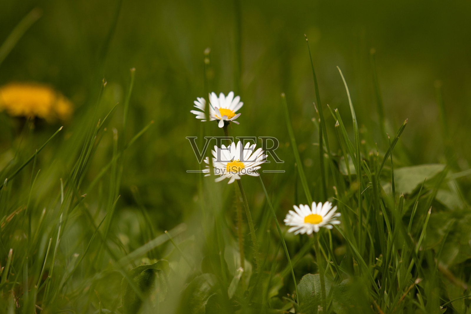 雏菊在草地上盛开的特写，背景是郁郁葱葱的绿色照片摄影图片