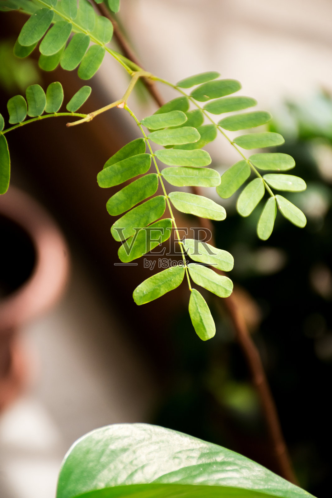 家中盆栽绿色植物特写照片摄影图片