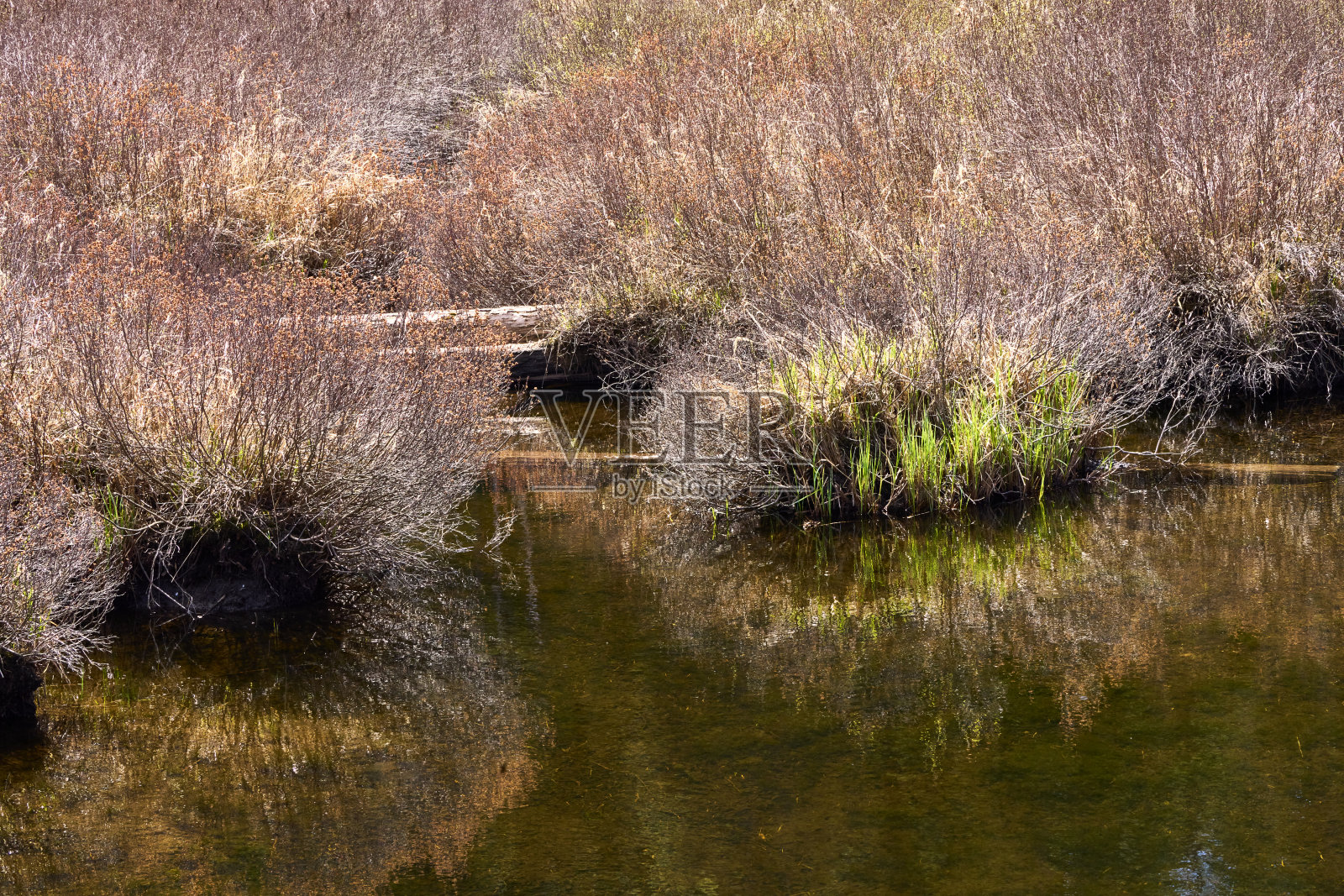 一片沼泽，鲜红色和橙色的春天新生，树叶在池塘里倒映。照片摄影图片