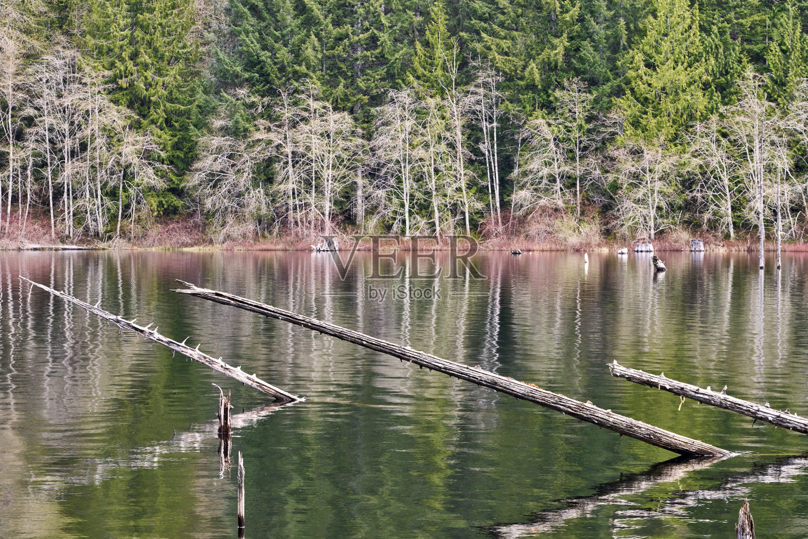 三棵老树干在平静的水面上，岸边的新树叶在湖水中倒映。照片摄影图片