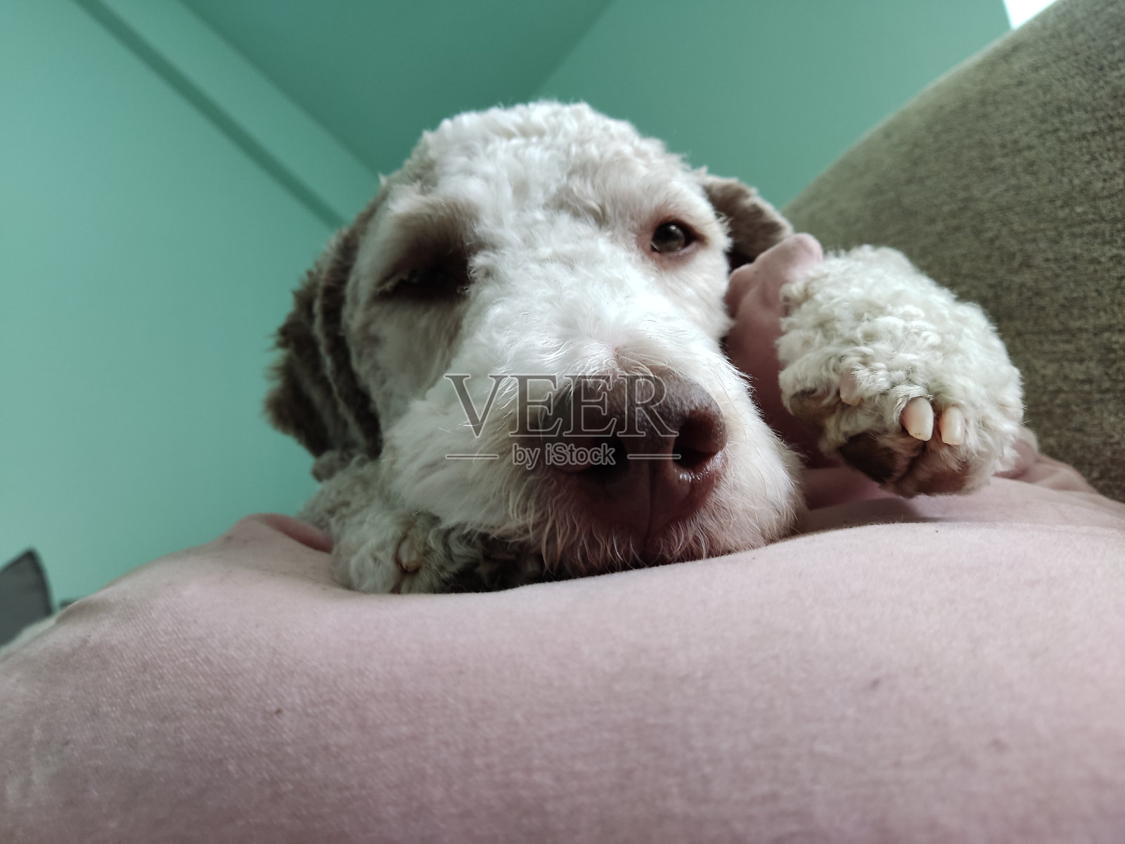 狗照片摄影图片