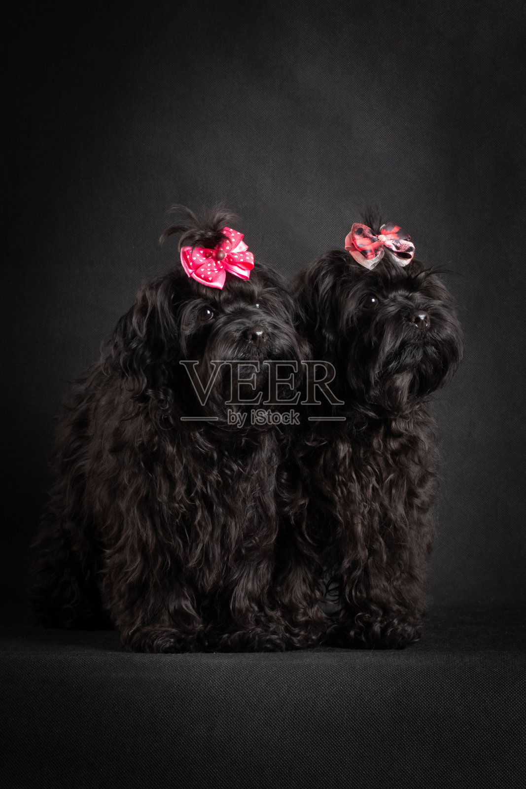 两只黑色的小狗，黑色的背景上有红色的蝴蝶结照片摄影图片