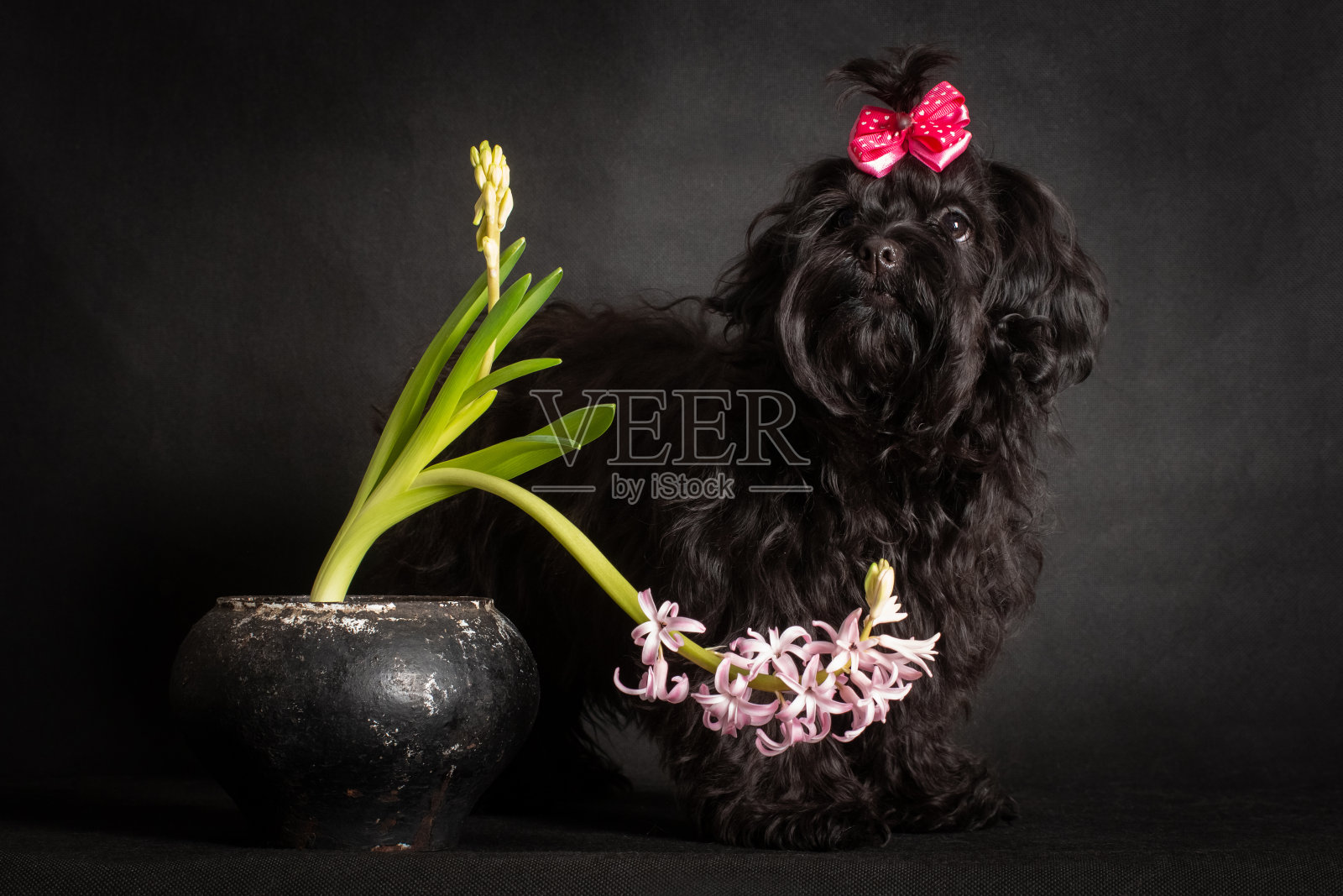 小卷曲的黑色狗和风信子花照片摄影图片