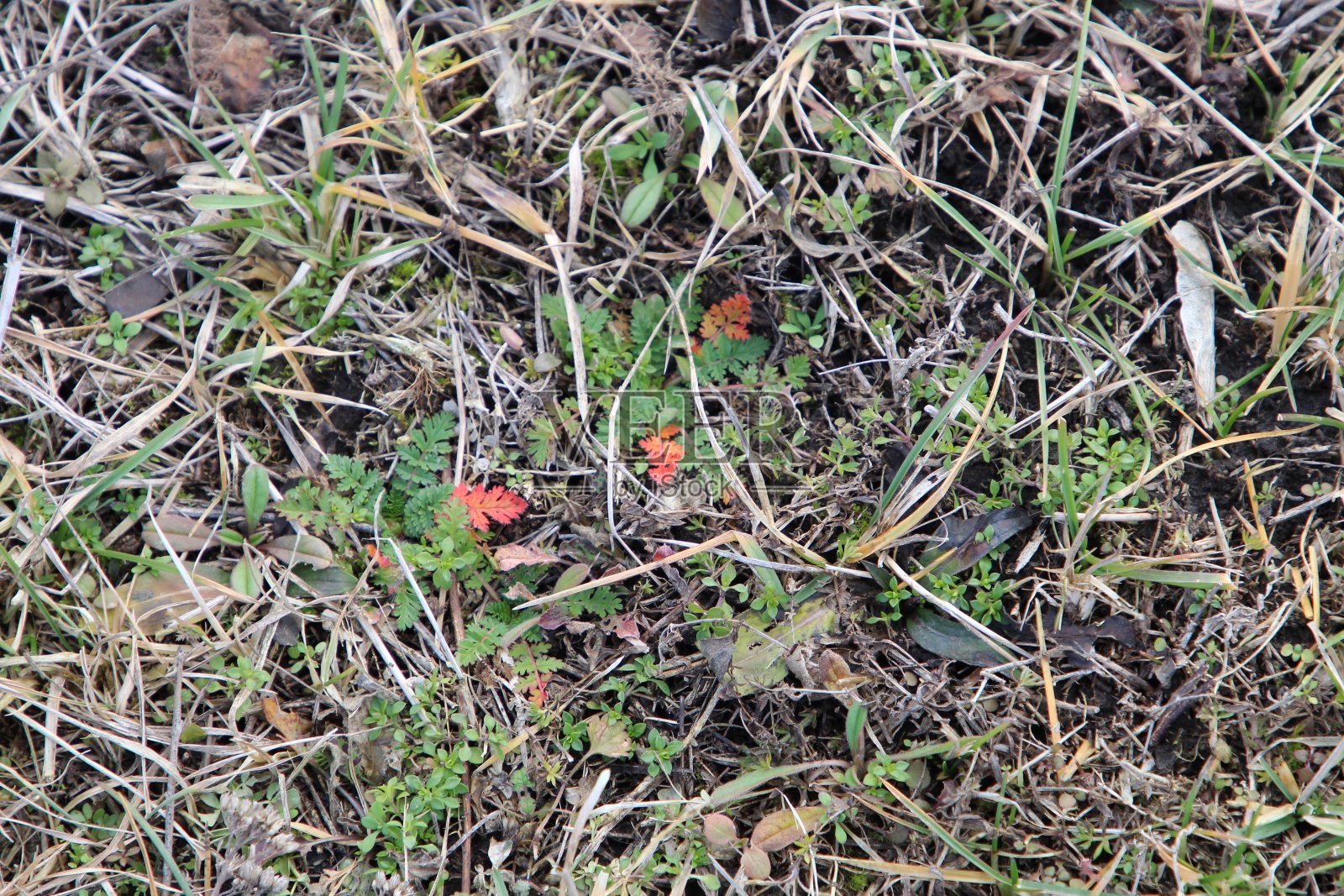 草地上有一朵小桔黄色的花照片摄影图片