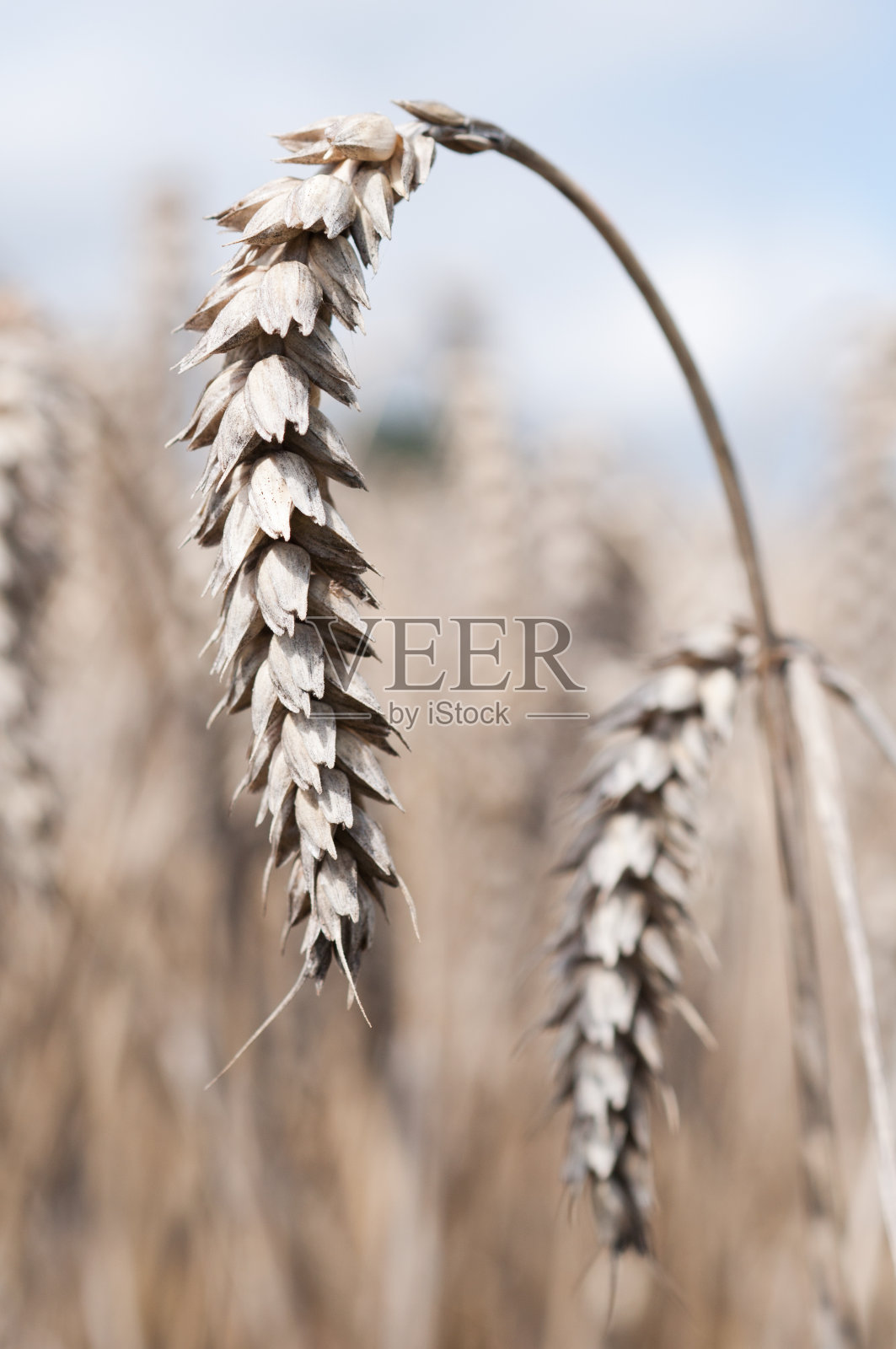 德国，田野上成熟的麦穗特写照片摄影图片