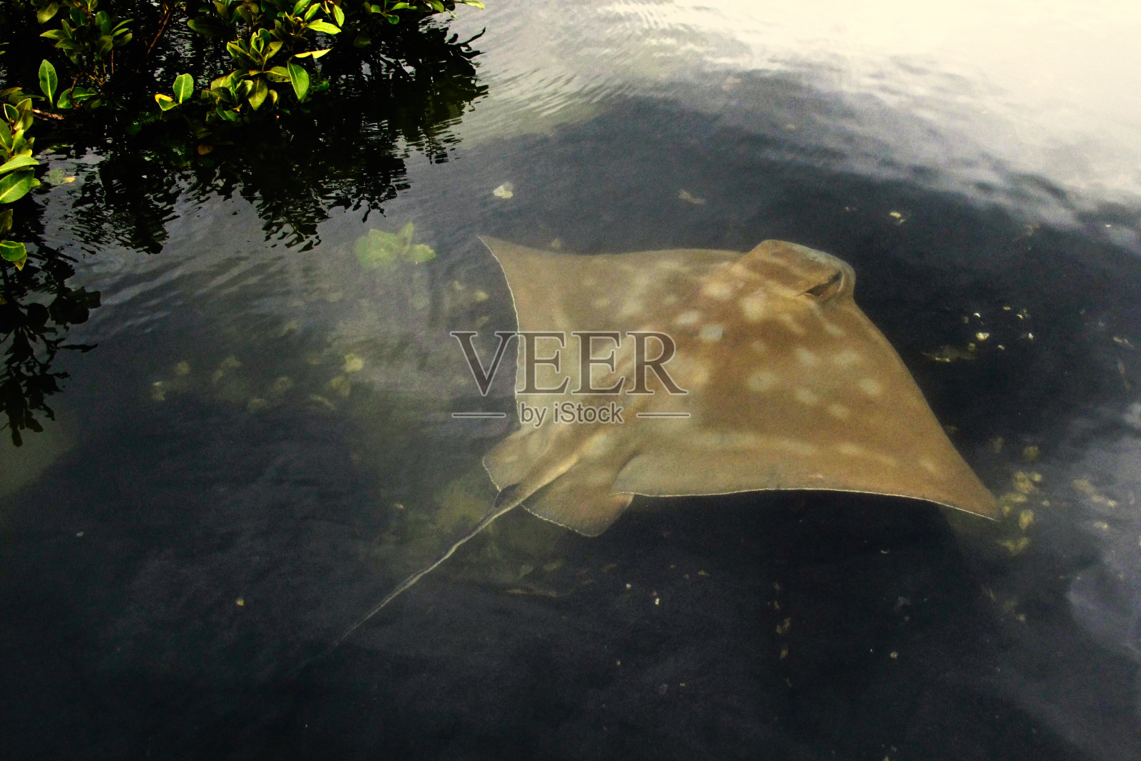 鹰鳐游过黑色的岩石和红树林照片摄影图片