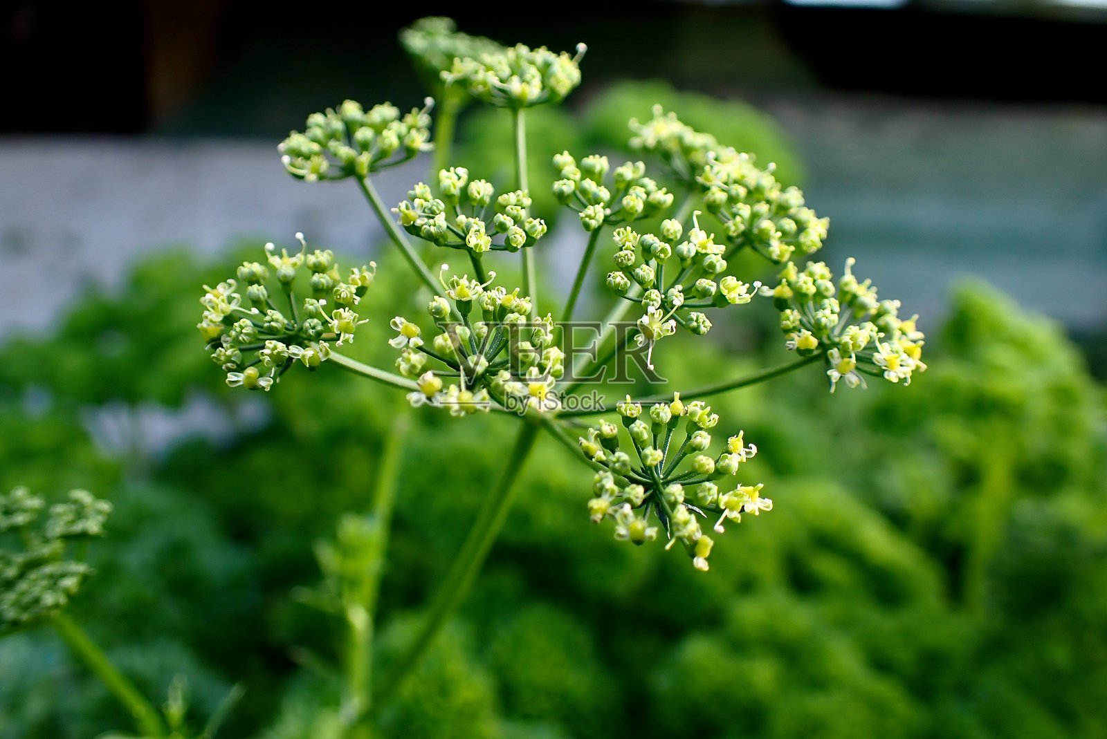 欧芹花的特写照片摄影图片