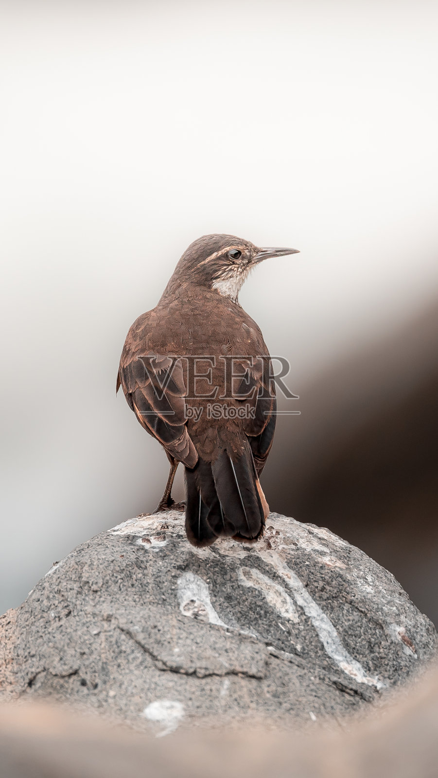 智利海边的卷饼(卷饼)栖息在岩石上照片摄影图片