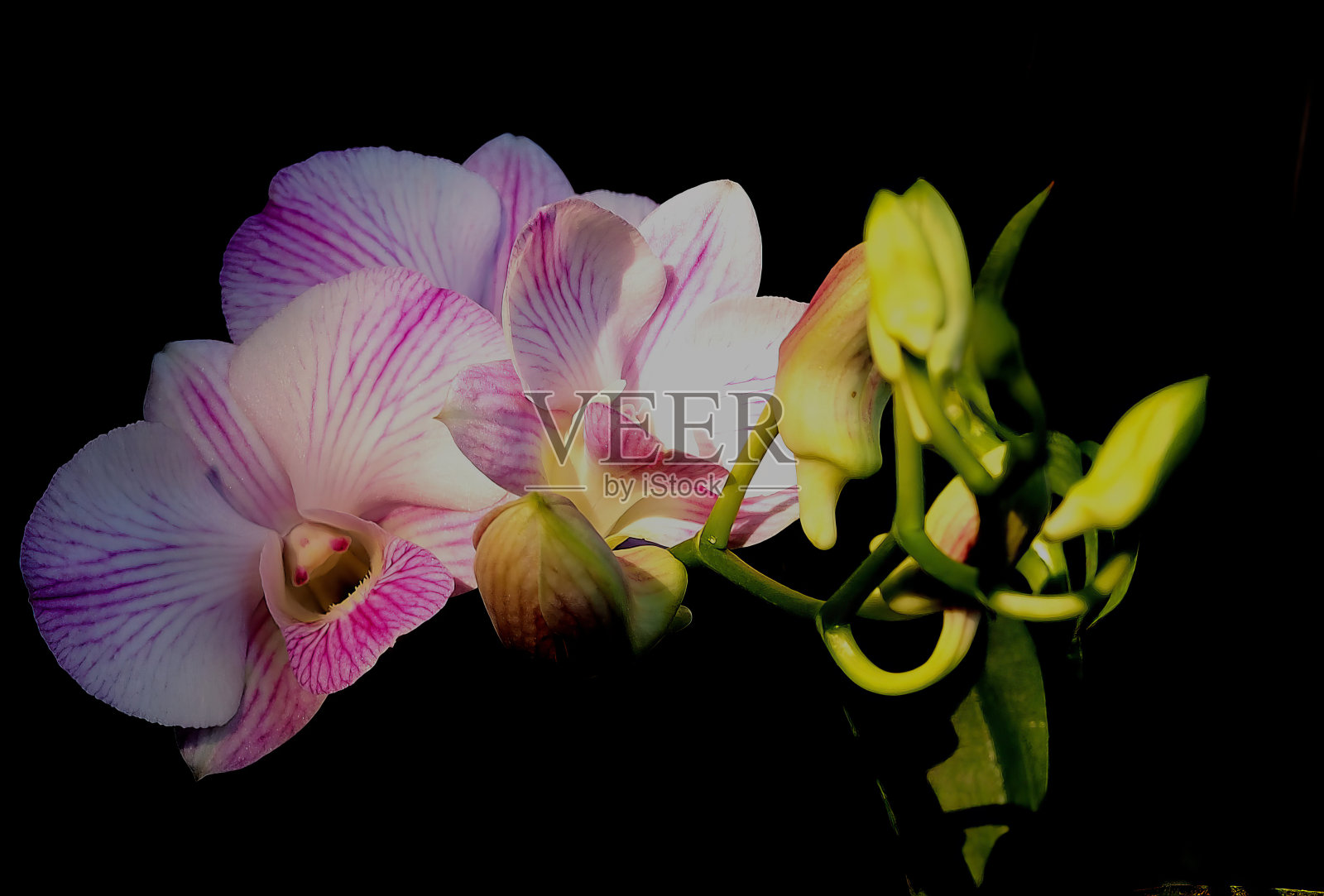 阴影中的粉色兰花特写照片摄影图片