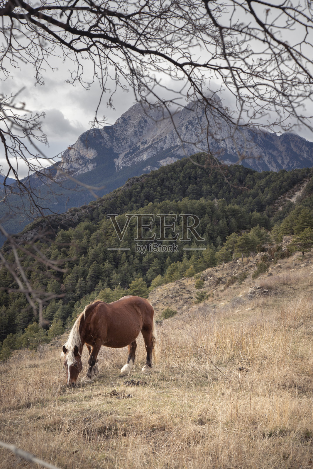 在加泰罗尼亚以森林为背景的草坡上吃草照片摄影图片