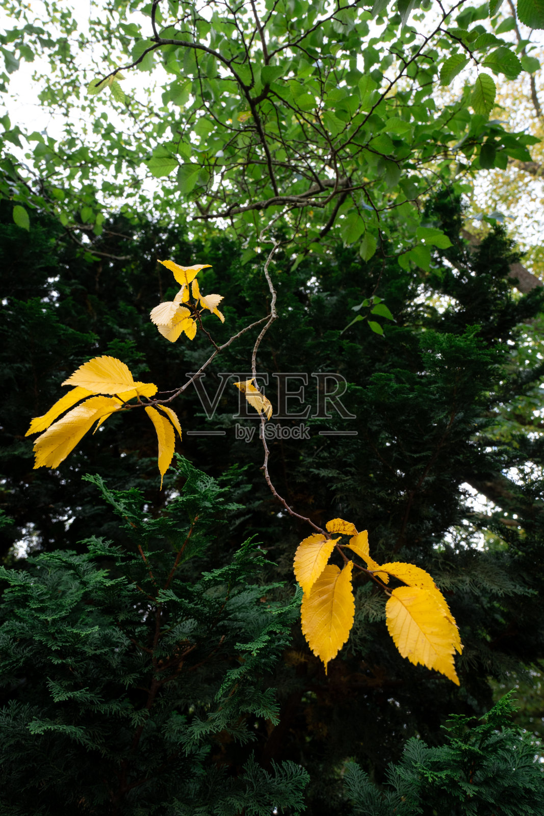 马其顿山的秋景照片摄影图片