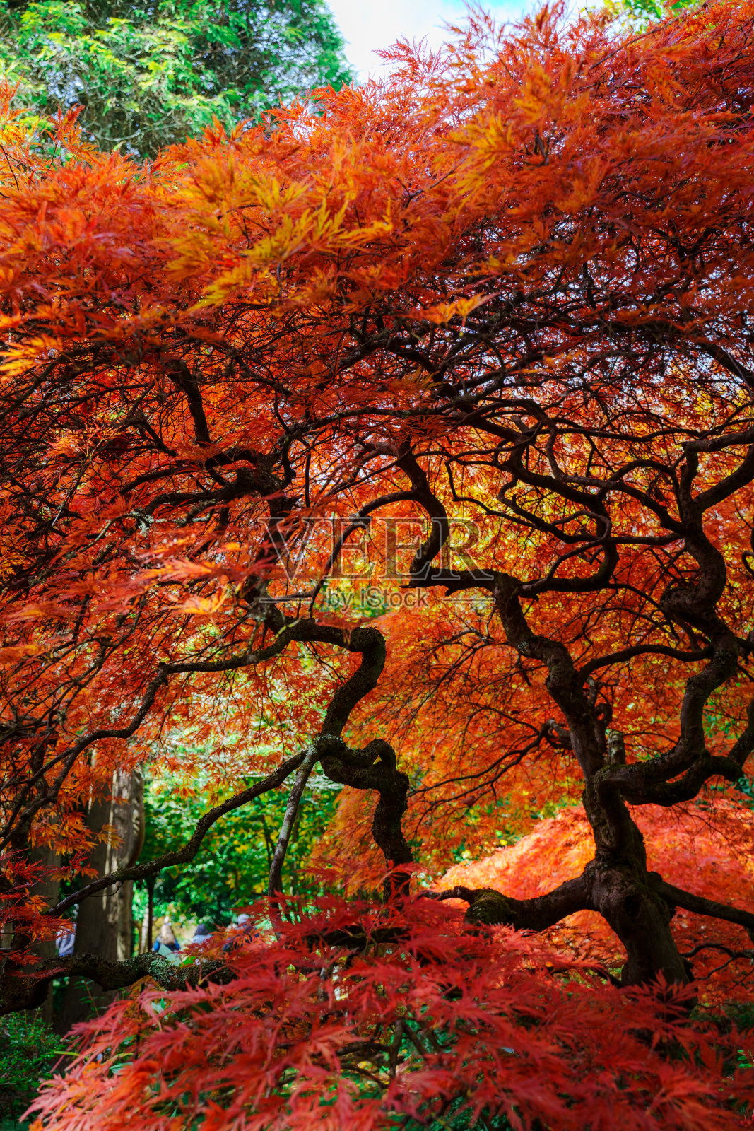 马其顿山的秋景照片摄影图片