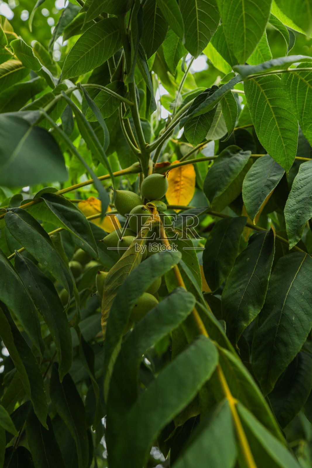 生机勃勃的橙树特写，绿油油的叶子照片摄影图片