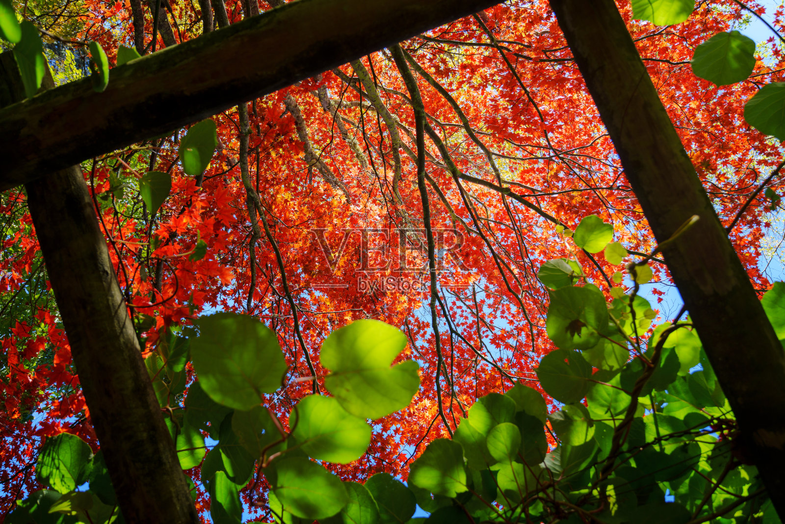马其顿山的秋景照片摄影图片