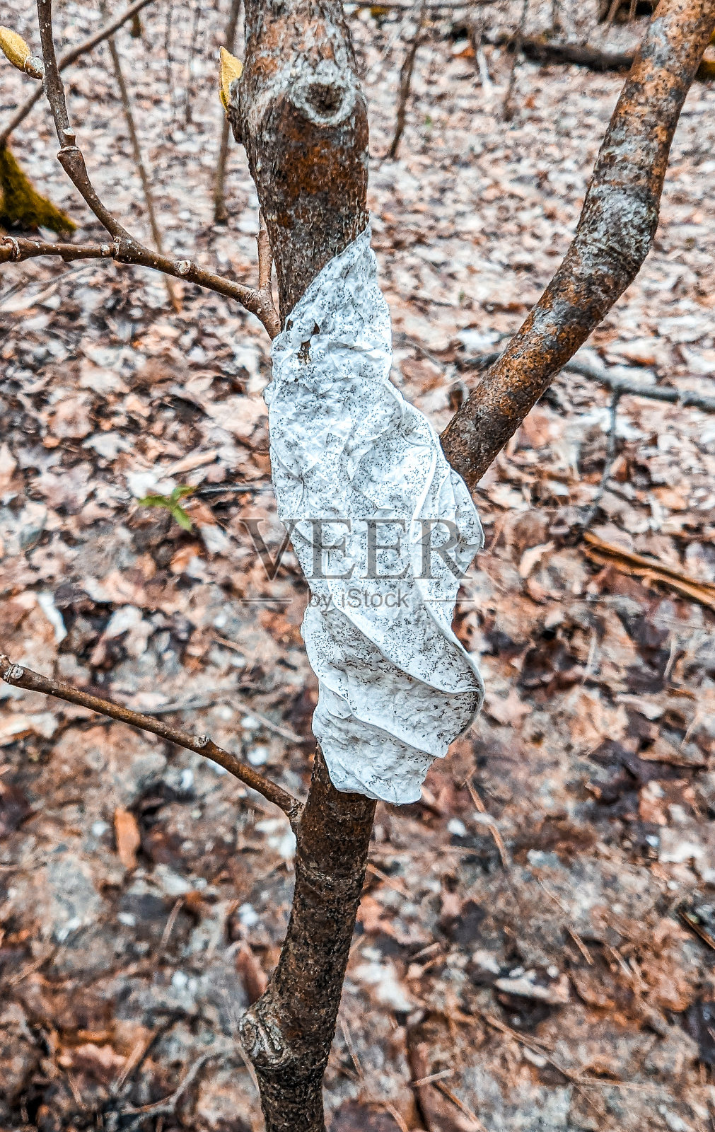 毛毛虫在树枝上结茧的叶子照片摄影图片