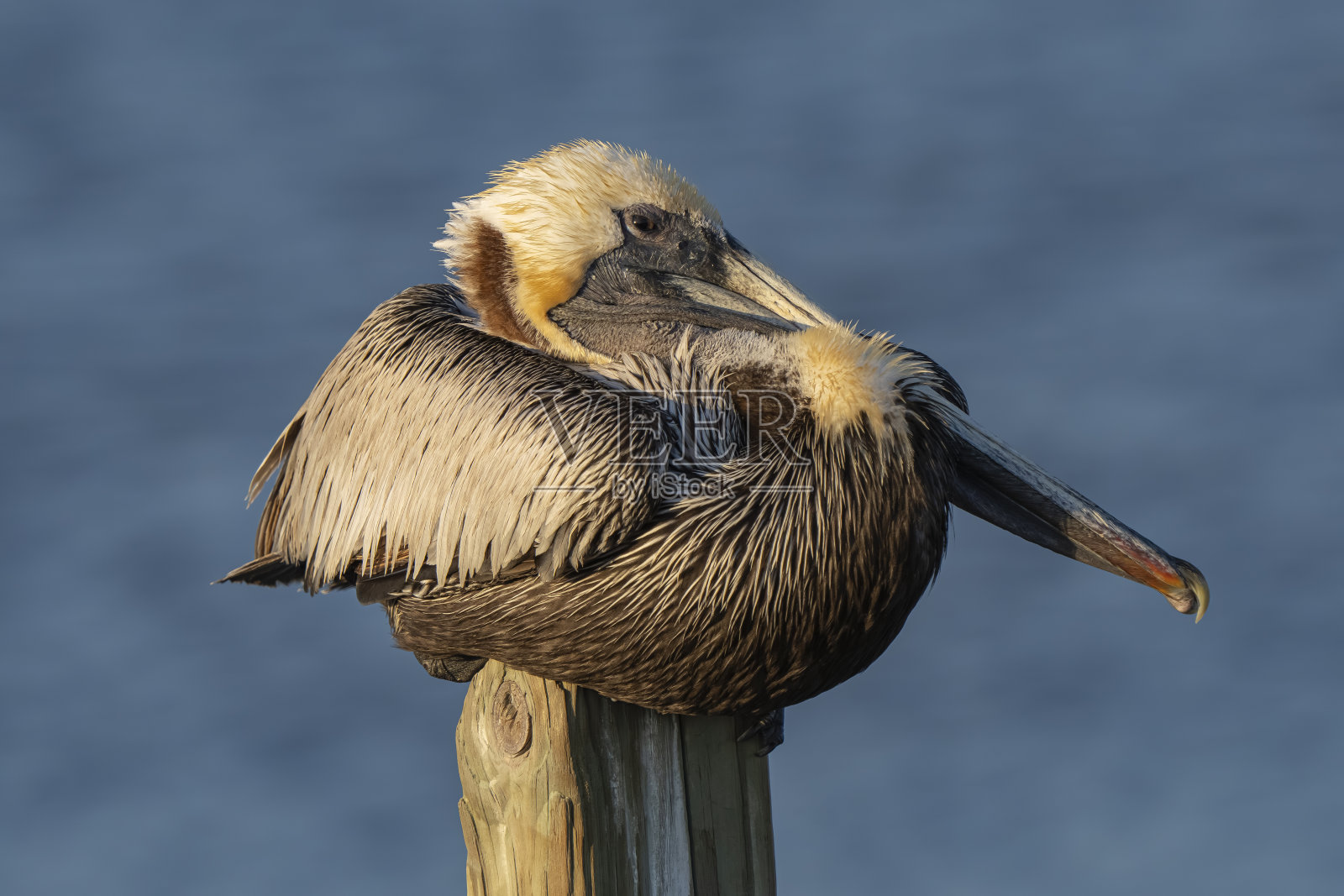一只褐鹈鹕把头靠在木桩上，木桩里有水照片摄影图片