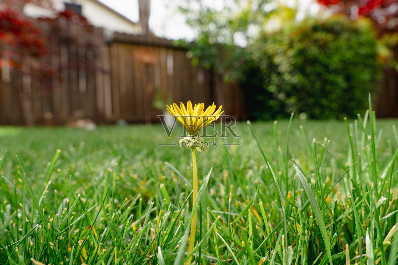 黄花在花园靠近栅栏和葱郁的绿树照片摄影图片