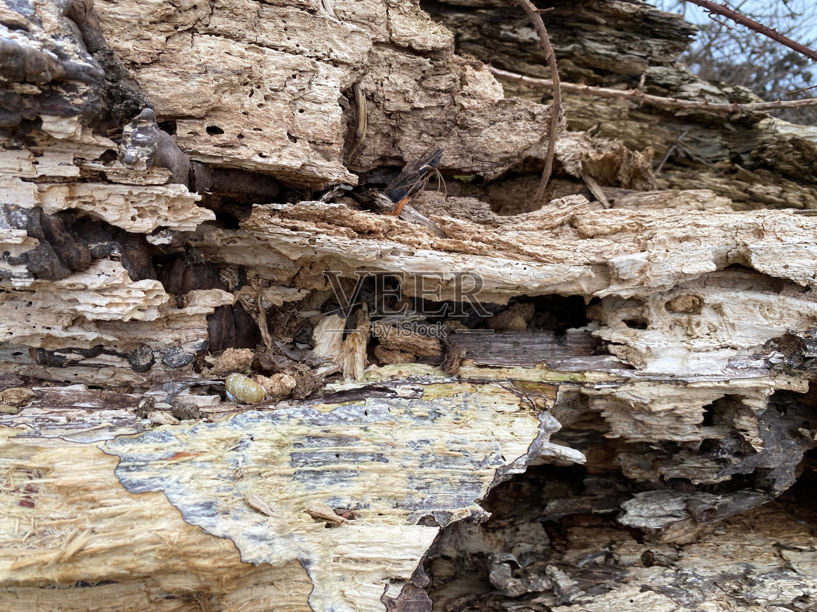 木模结构照片摄影图片