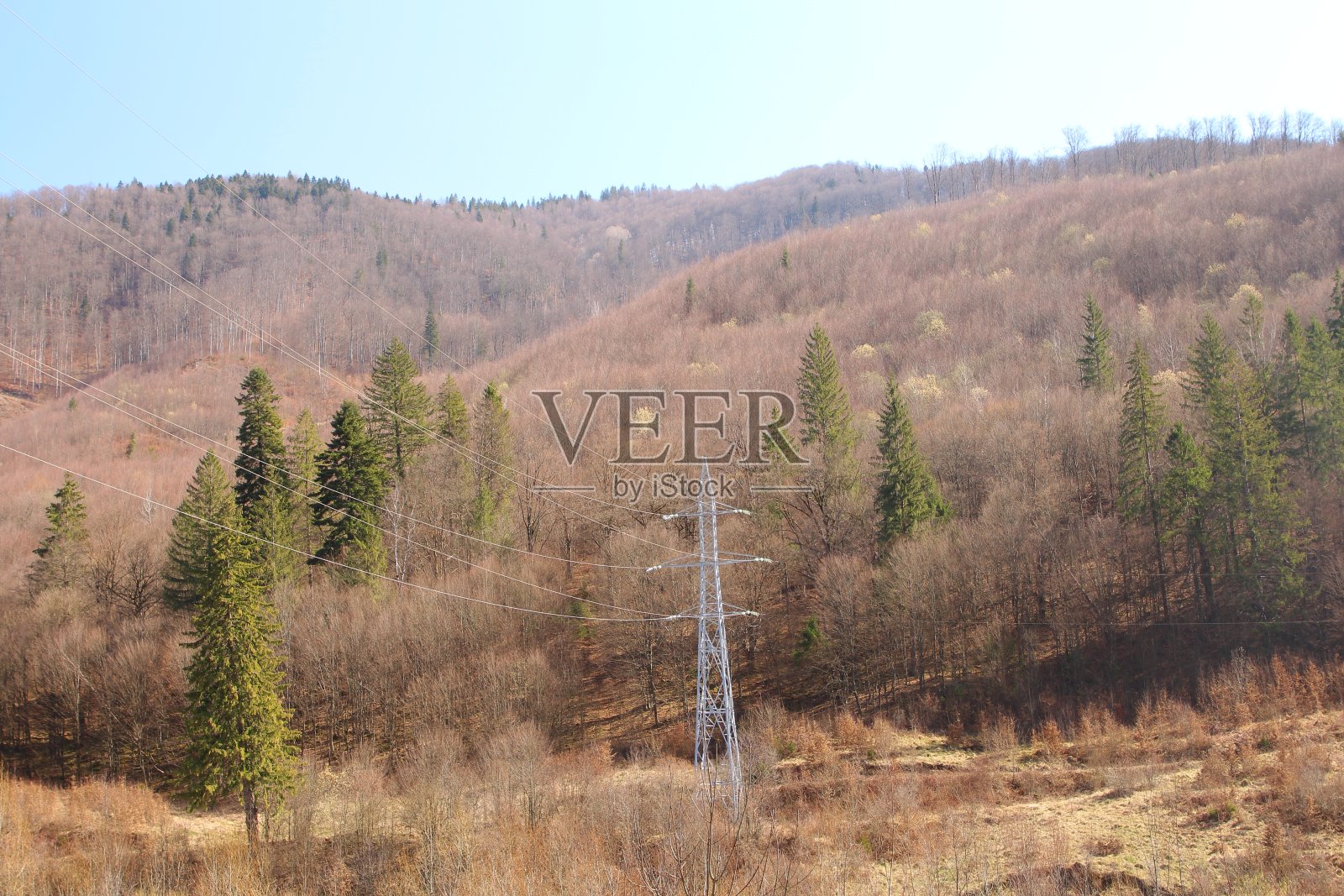 树木丛生的森林照片摄影图片