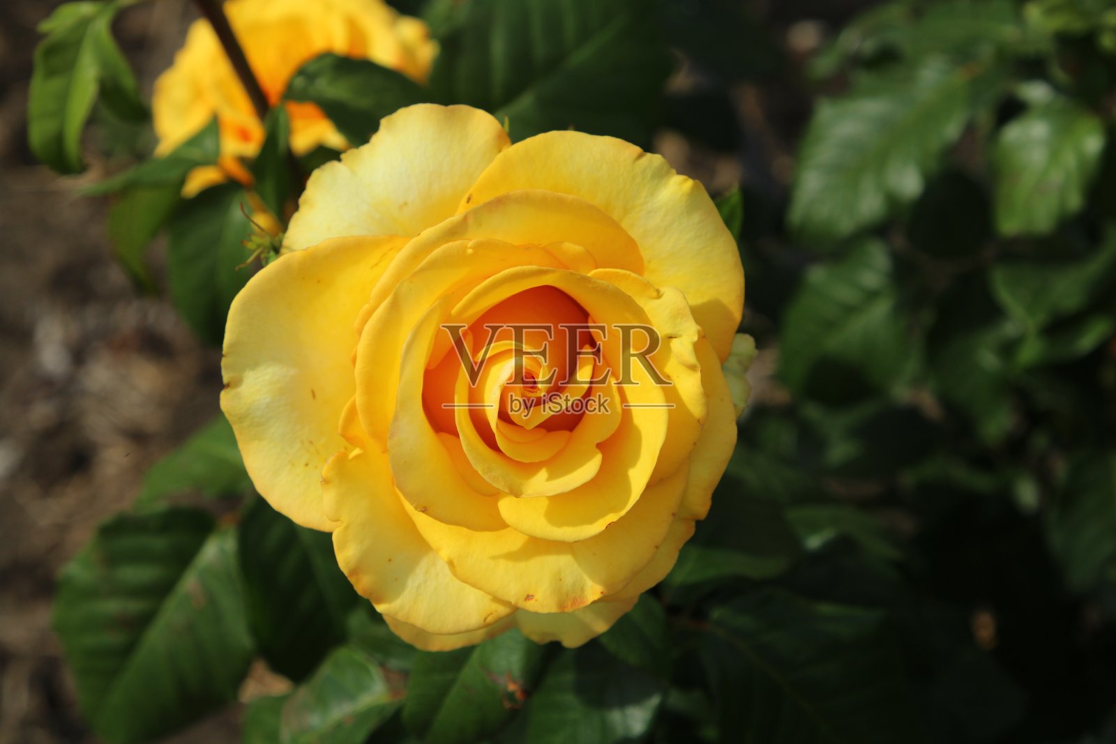 一朵红中心的黄玫瑰照片摄影图片