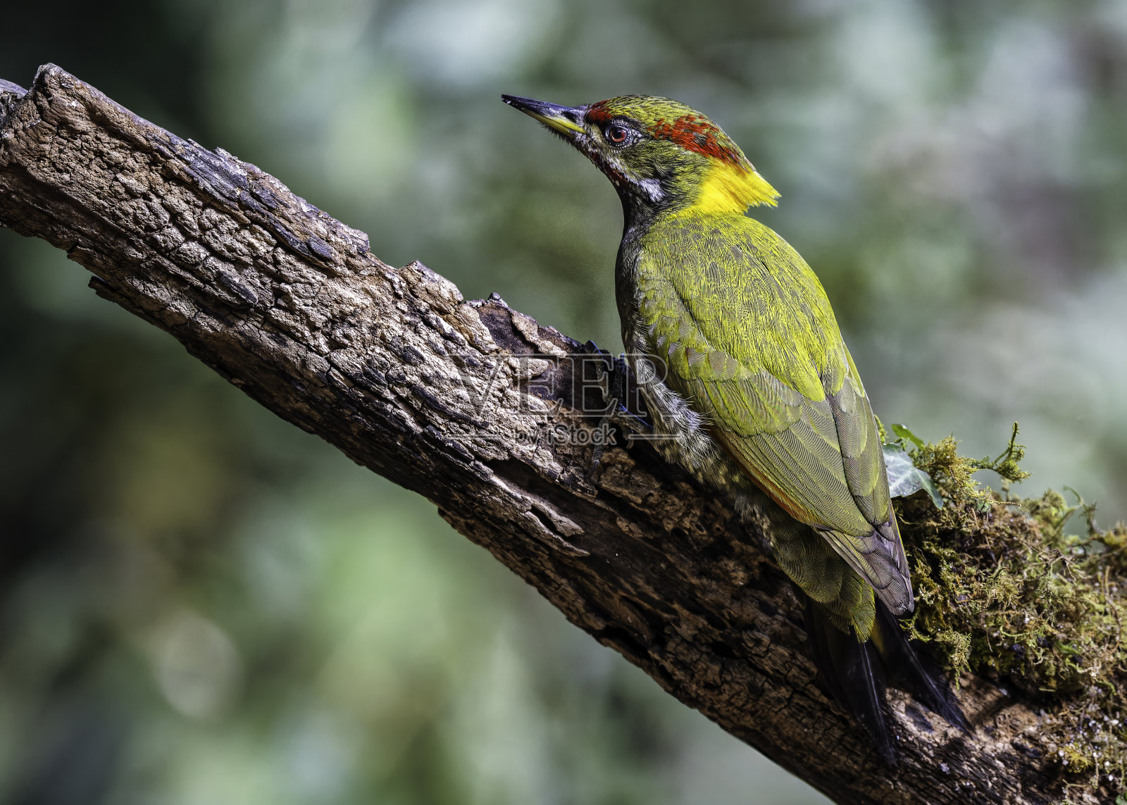 在印度北阿坎德邦的Sattal，一只较小的黄颈鸟的特写。照片摄影图片